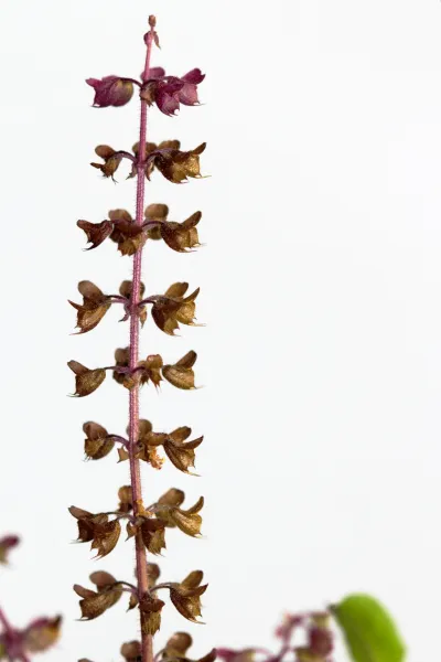 Tulsi, Bio Tulsi, Bio