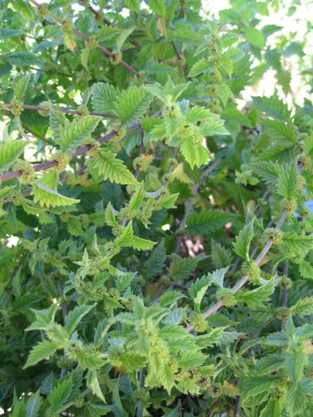 Ufer-Wolfstrapp, Bio