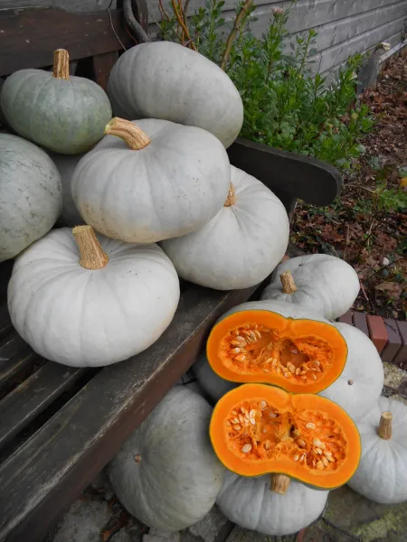 Ungarischer Blauer, Bio, Mini-Pack Ungarischer Blauer, Bio, Mini-Pack