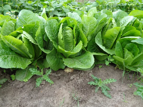 Valmaine, Bio, Mini-Pack