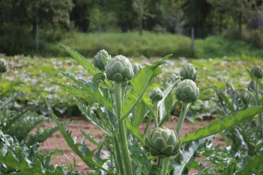 Vert de Provence, Bio
