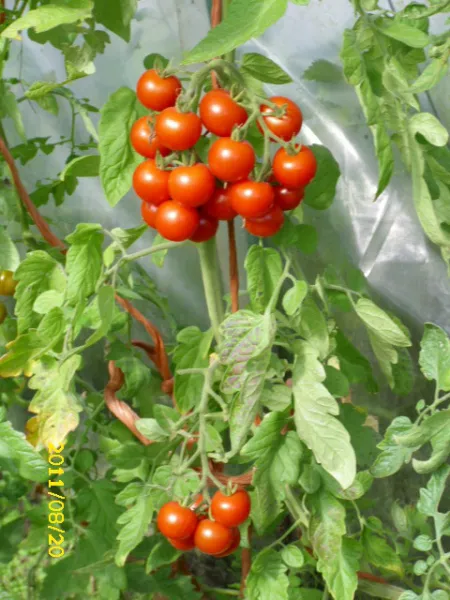 Vesennij Mieurinski, Bio, Vorteilspack