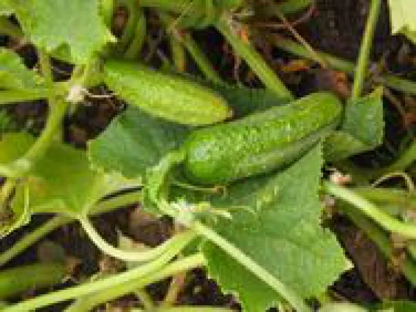 Vorgebirgstraube, Bio, Vorteilspack