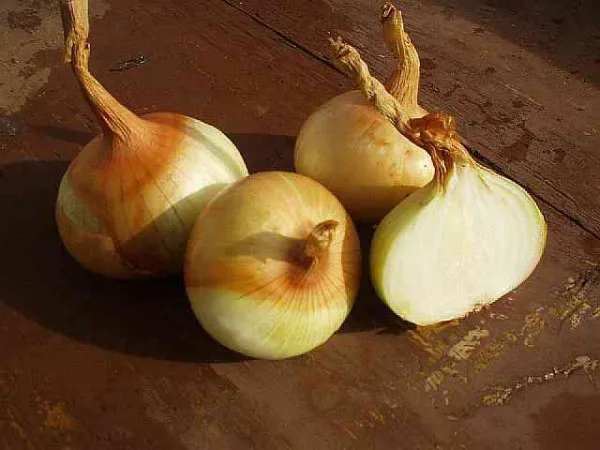 Wädenswiler Flachrunde, Bio