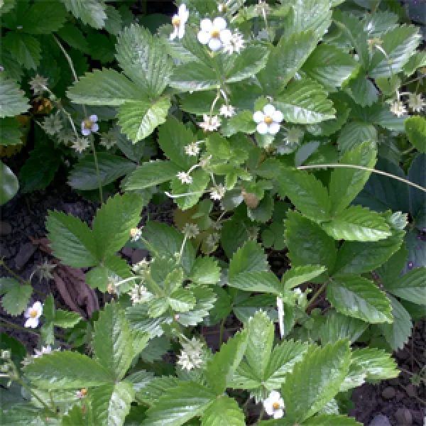 Weiße Erdbeere, Bio