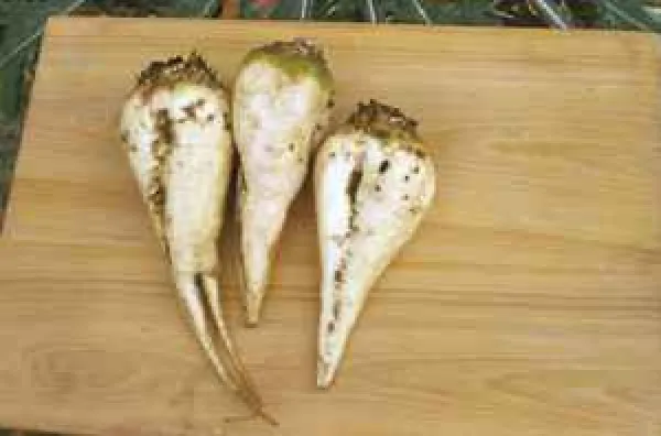 Weißer Kegel, Bio Weißer Kegel, Bio