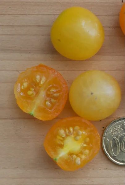 Weißleinchen, Bio Weißleinchen, Bio