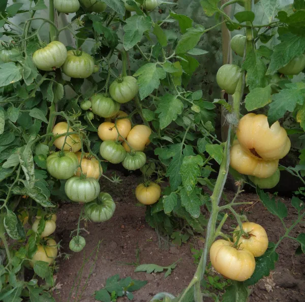 White Beauty, Bio, Vorteilspack