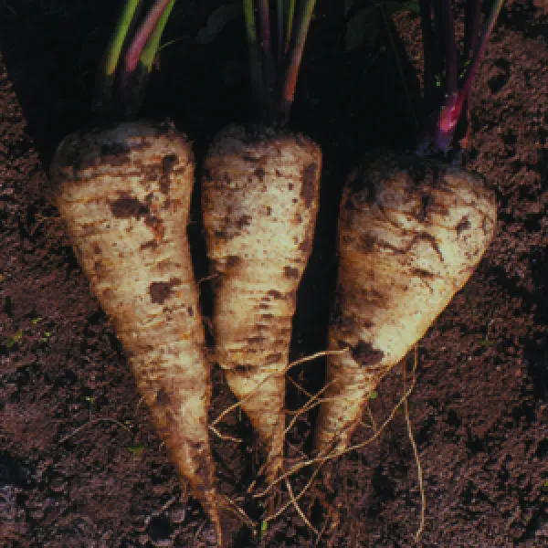 White spear, Bio, Mini-Pack