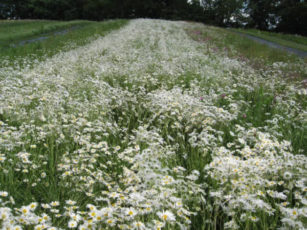 Wiesen-Margerite, Bio