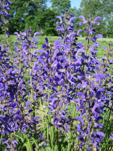 Wiesen-Salbei, Bio Wiesen-Salbei, Bio