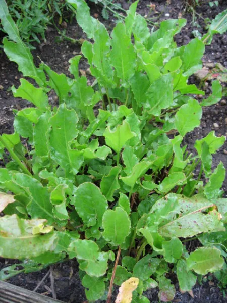 Wiesen-Sauerampfer, Bio