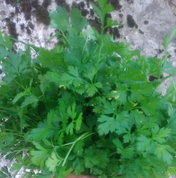 Wildpetersilie Christiansoe