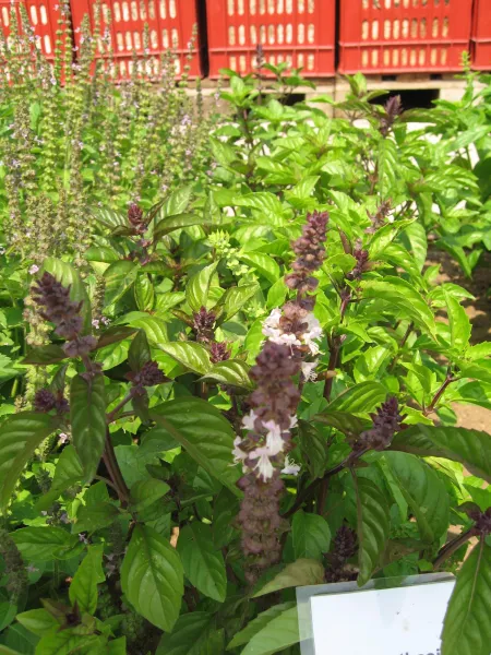 Zimtbasilikum, Bio Zimtbasilikum, Bio