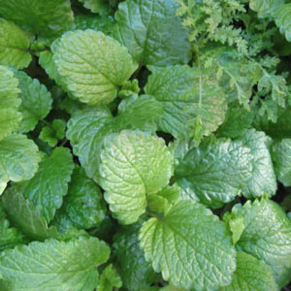 Zitronenmelisse, Bio