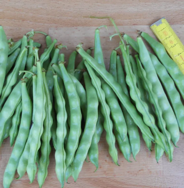 Zucker Perl Perfection, Bio