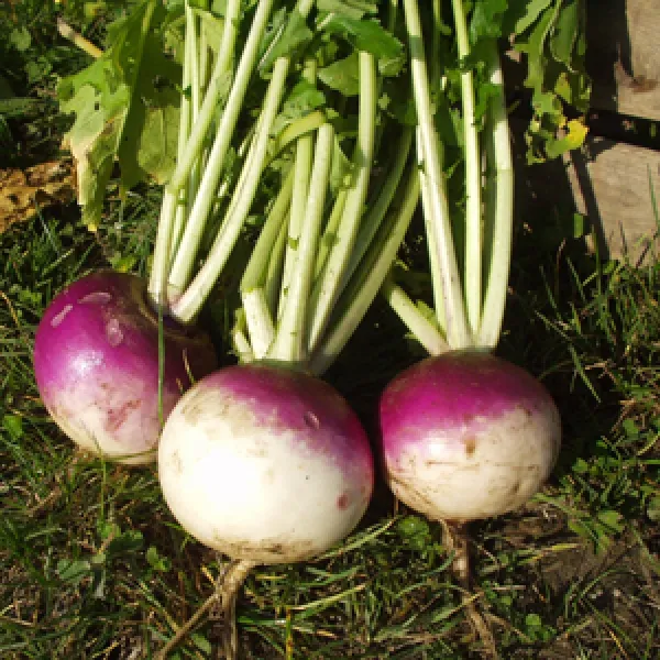 Zürcher Stoppelrübe, Bio