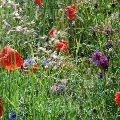 Ackerwildkräuter, Bio