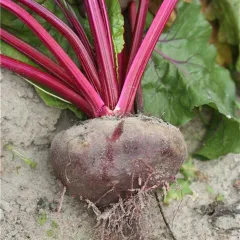 Ägyptische Plattrunde, Bio