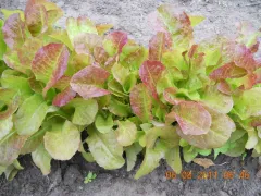 Amerikanischer Brauner, Bio, Mini-Pack