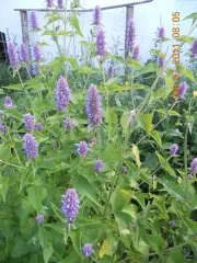 Anis-Agastache, Bio