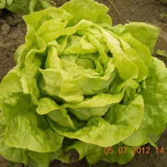 Attraktion, Bio, Mini-Pack