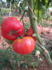 Aunt Ginny' Purple Tomato, Bio