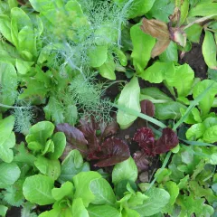 Babyleaf Salat-Mix, Bio