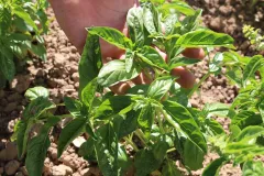 Basilikum Alessandro, Bio