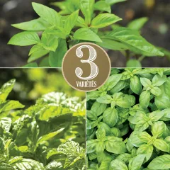 Basilikum-Mix von der Ferme, Bio