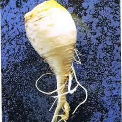 Bayrische Rübe, Bio