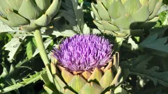 Benary's Blaukönigin, Bio