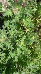 Benediktendistel, Bio