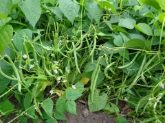 Black Valentine, Bio