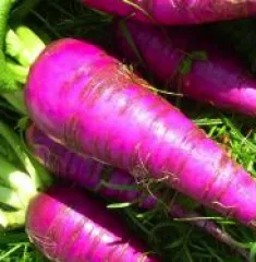 Blauer Herbst- und Winter-Rettich, Bio