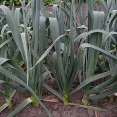 Blaugrüner Winter, Bio