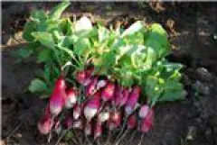 Blitzradies, Bio, Mini-Pack