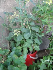 Böhmischer Strunk, Bio