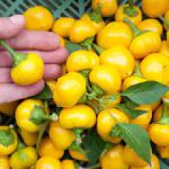 Bonbon Pfefferoni, Bio