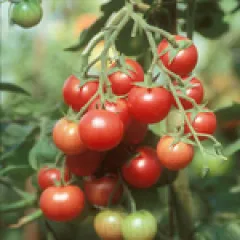 Brandywine Sherry, Bio