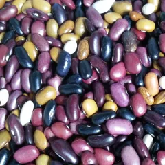 Buschbohnen-Wundertüte, Bio, Mini-Pack