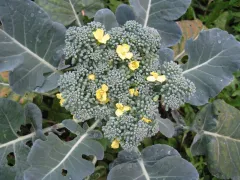 Calabrais, Bio, Mini-Pack