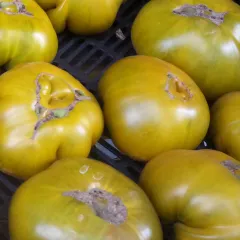 Charlie's Green, Bio