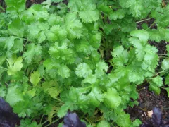 Chilantro, Bio, Mini-Pack