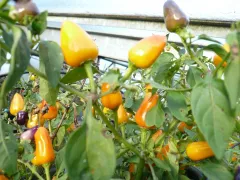 Chinese 4 colours, Bio