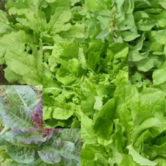 Chinesische Spargelsalat-Mischung, Bio