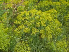 Dill, Bio