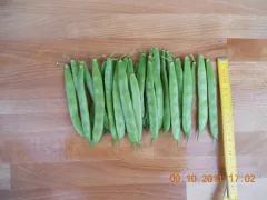 Dr. Becker Nr. 20, Bio