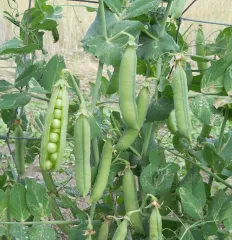 Dr. Becker Nr. 3, Bio