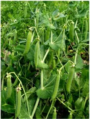 Dr. Becker Nr. 3, Bio, Mini-Pack